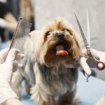 Când foarfecele nu mai sunt suficiente: secretul blănii perfecte la câinii cu păr lung