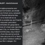 Bacău. Cinci urși s-au plimbat pe o stradă din Comănești – au fost emise două mesaje RO-ALERT