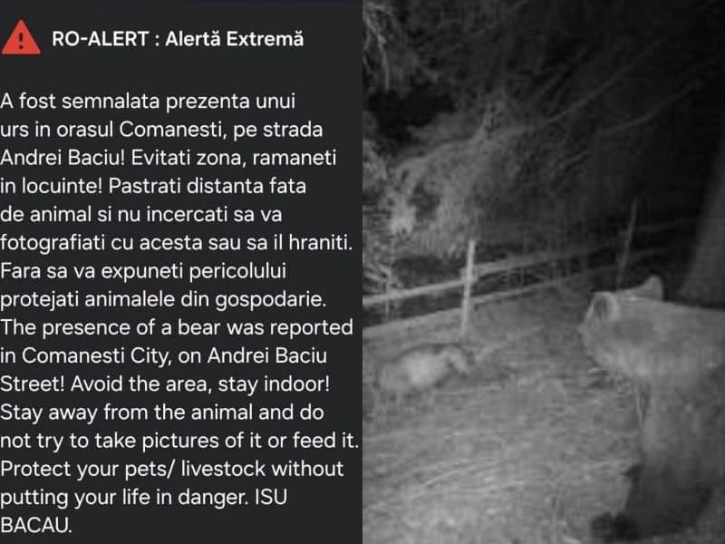 Bacău. Cinci urși s-au plimbat pe o stradă din Comănești – au fost emise două mesaje RO-ALERT