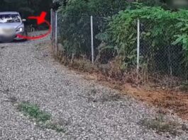 Video. A abandonat un câine pe domeniul public și a primit o amendă de 12.000 de lei