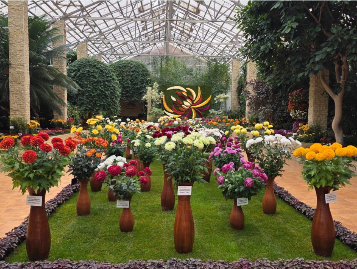 Iași. Culoare, varietate și măiestrie la Grădina Botanică – expoziția „Flori de toamnă” și-a deschis porțile Iași. Culoare, varietate și măiestrie la Grădina Botanică – expoziția „Flori de toamnă” și-a deschis porțile
