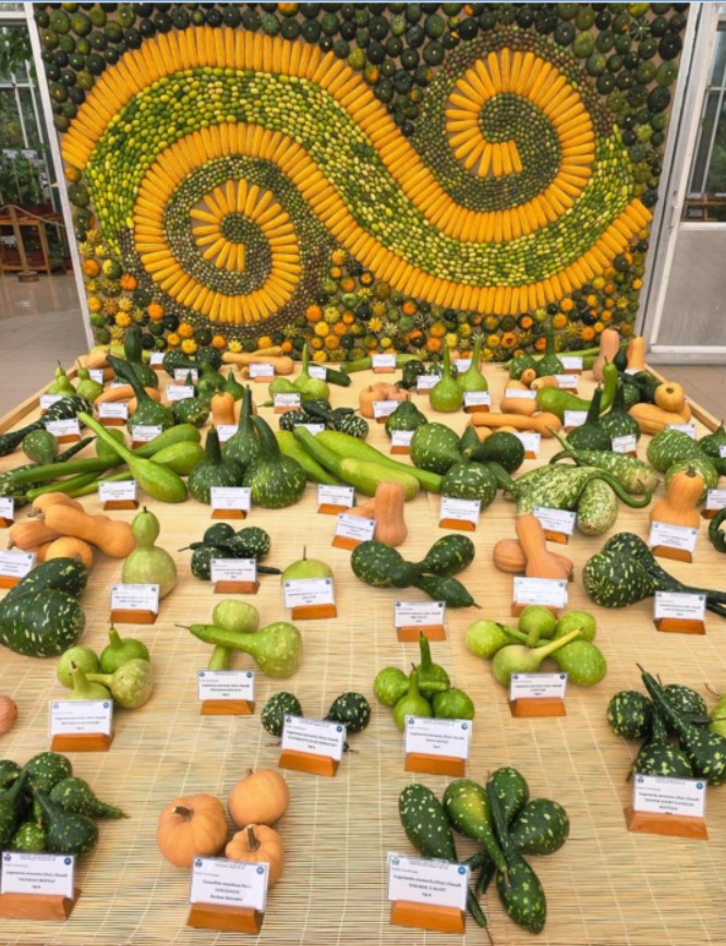 Iași. Culoare, varietate și măiestrie la Grădina Botanică – expoziția „Flori de toamnă” și-a deschis porțile Iași. Culoare, varietate și măiestrie la Grădina Botanică – expoziția „Flori de toamnă” și-a deschis porțile