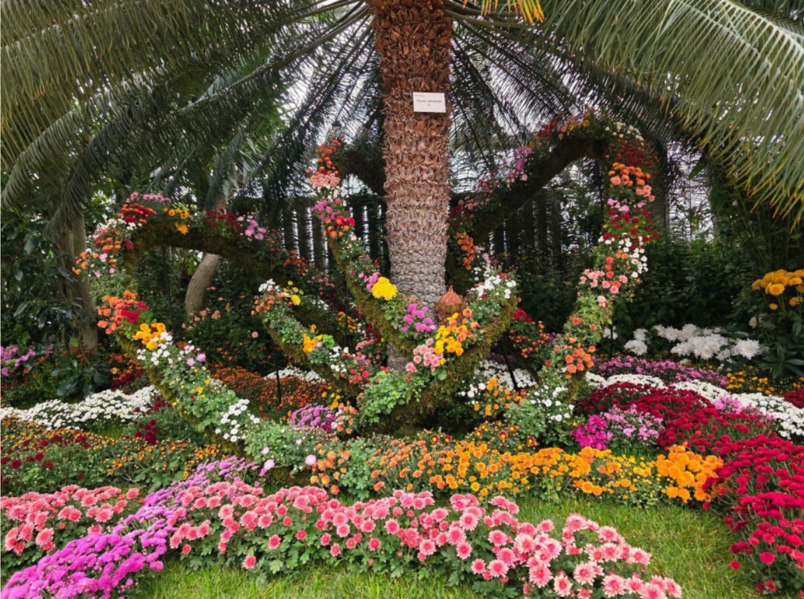 Iași. Culoare, varietate și măiestrie la Grădina Botanică – expoziția „Flori de toamnă” și-a deschis porțile Iași. Culoare, varietate și măiestrie la Grădina Botanică – expoziția „Flori de toamnă” și-a deschis porțile