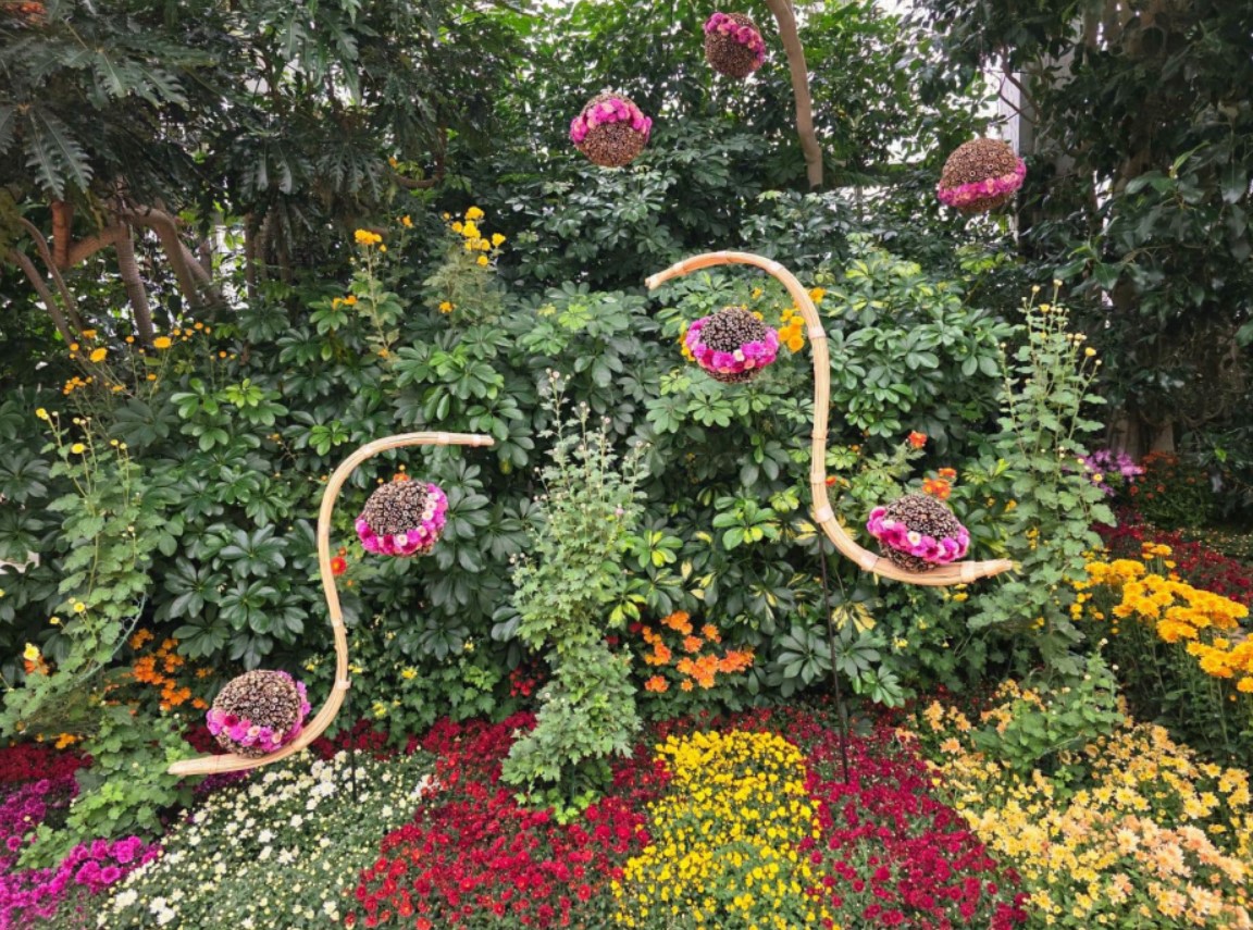 Iași. Culoare, varietate și măiestrie la Grădina Botanică – expoziția „Flori de toamnă” și-a deschis porțile