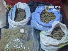 Botoșani. Aproape 3 kilograme de canabis, aduse din Spania prin curier. Un bărbat a fost arestat preventiv