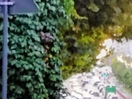 Neamț Un tânăr a ”împrumutat” mașina unui amic, pe care a ”parcat-o” în alte autoturisme!