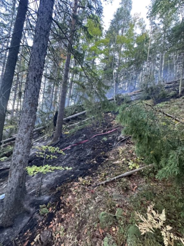 FOTO&VIDEO Suceava. Incendiu în pădurea de la Marginea – sunt afectate 15 hectare FOTO&VIDEO Suceava. Incendiu în pădurea de la Marginea – sunt afectate 15 hectare